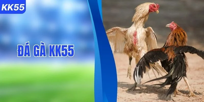 Trực Tiếp Đá Gà KK55 Cùng Các Giải C1, C2, C3 Hấp Dẫn